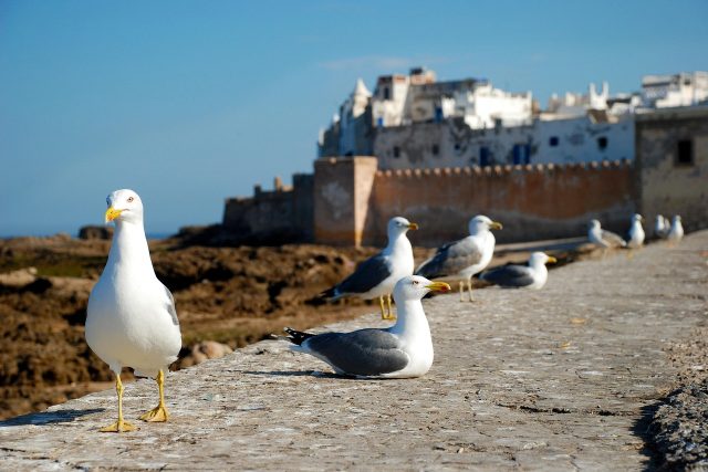 essaouira, morocco, africa, costa, nature, sea, seagull, travel