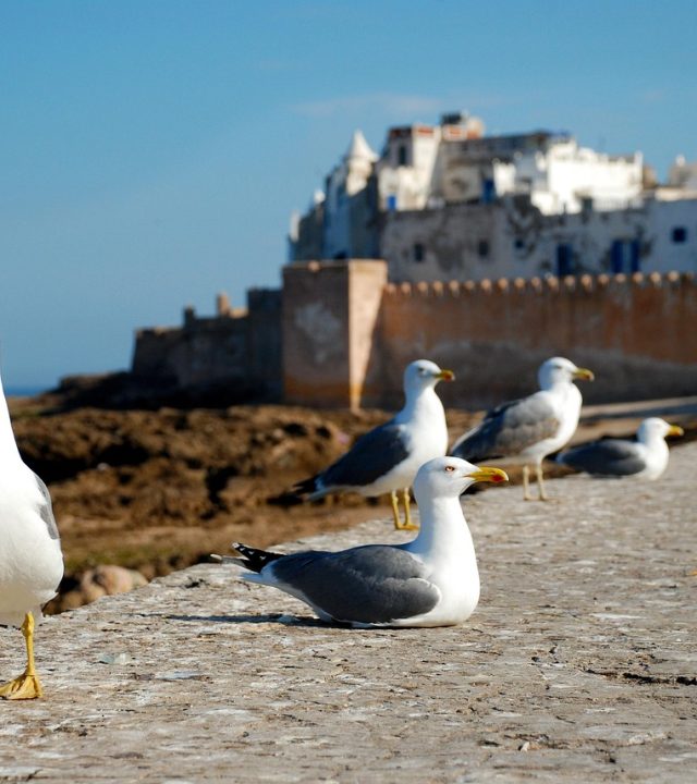 essaouira, morocco, africa, costa, nature, sea, seagull, travel