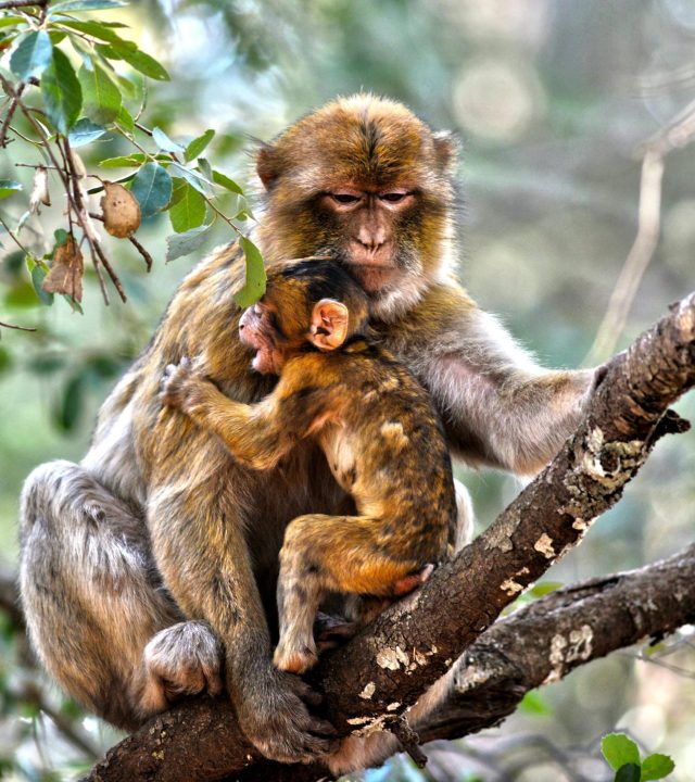 A mother Barbary macaque lovingly holding her baby in Ifrane, Morocco's dense forest.