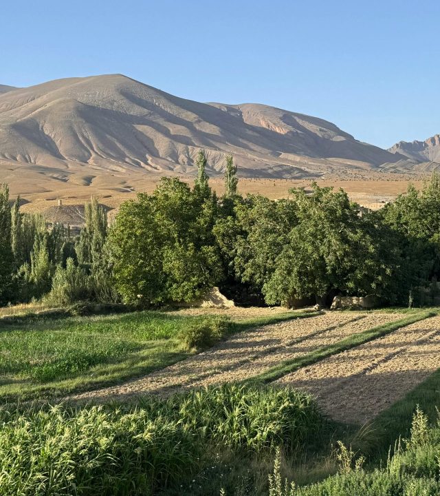 Sunlit Moroccan farmland with lush trees and mountain backdrop under a clear blue sky.